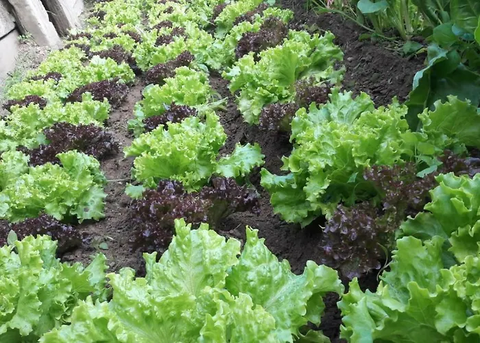 Agriturismo Fiorendo