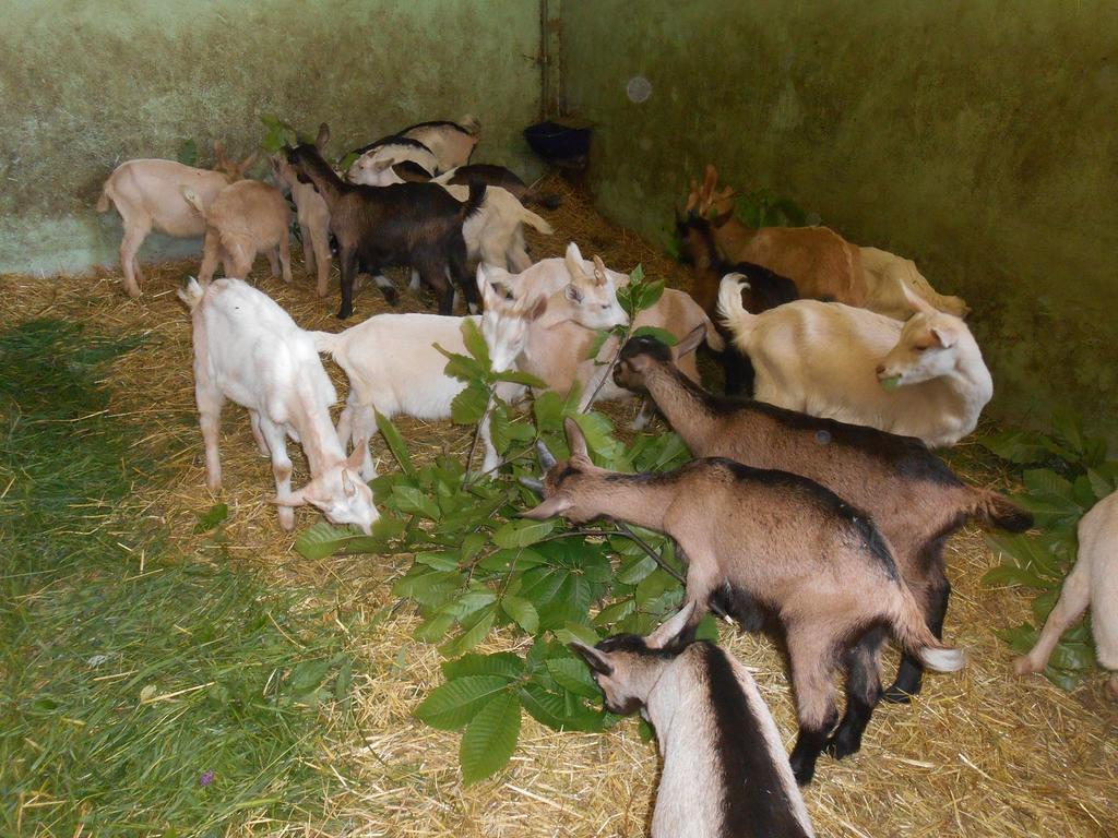 Fiorendo Alojamento de Turismo Rural Pinerolo