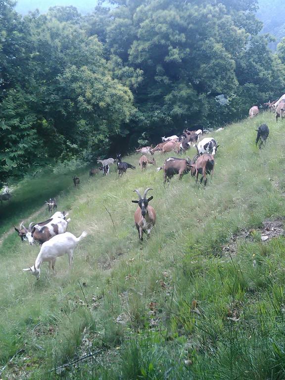 Alojamento de Turismo Rural Fiorendo Pinerolo