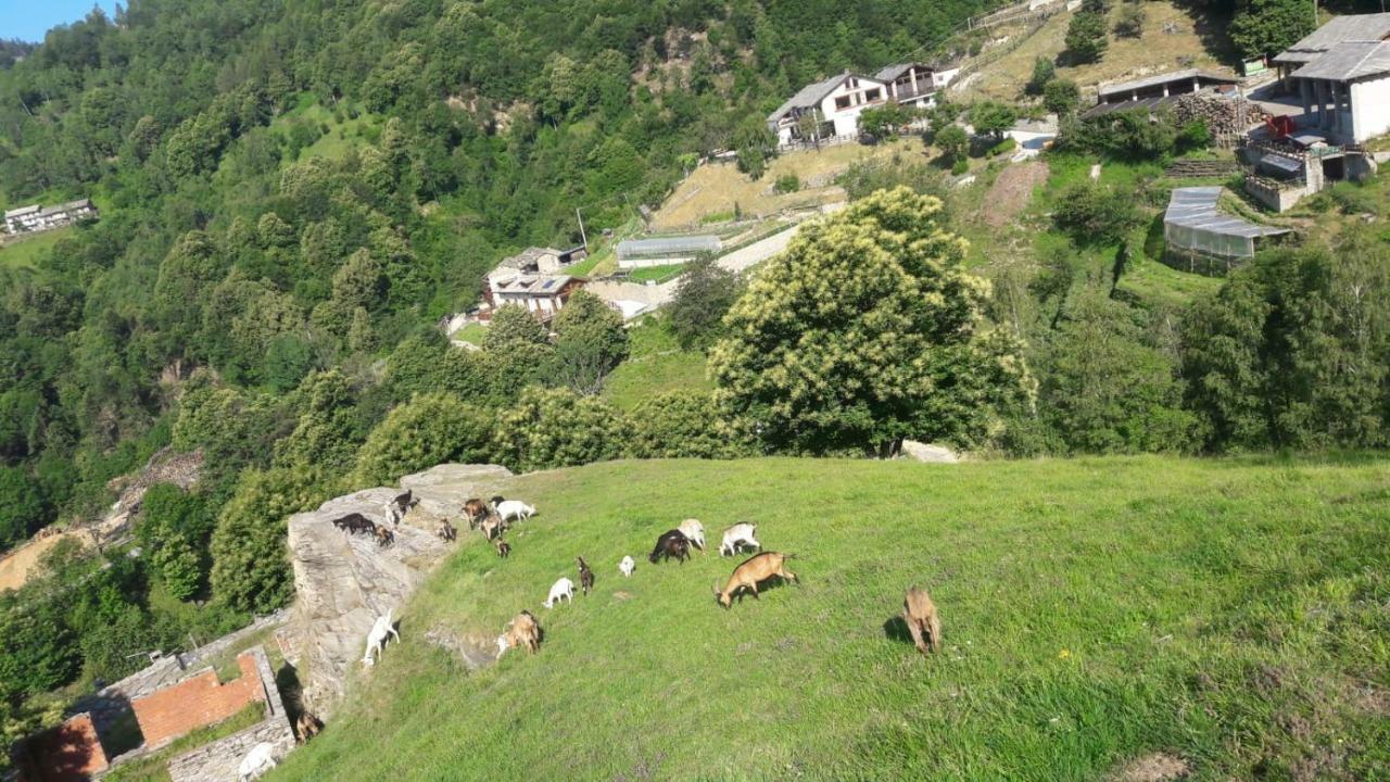 Fiorendo * Pinerolo